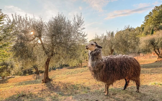 Farmhouse in Tuscany With Pool & Near Montecastello