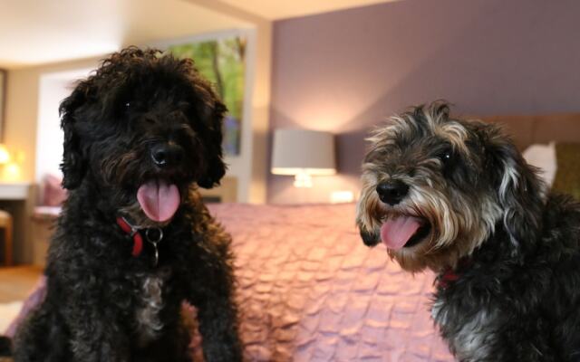 The Dog and Badger