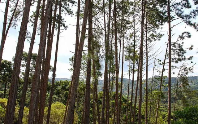 Campos Verde Pousada