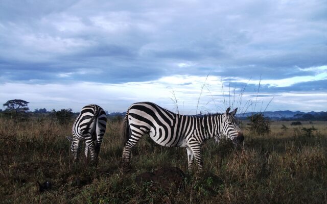 Safari Homestay