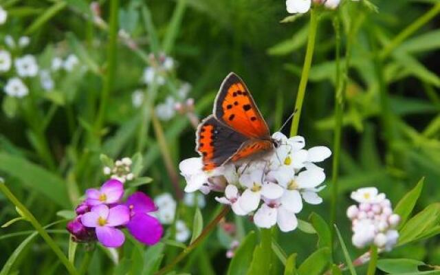 Wellsfield Farm Holiday Lodges