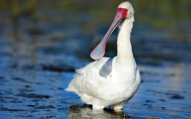 Shamwari Sarili Lodge