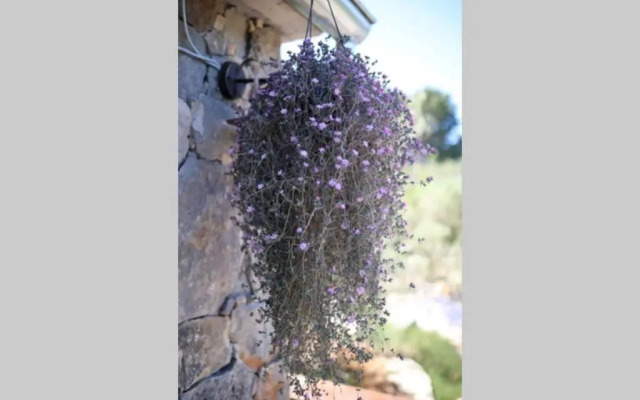 Robinson house''La Vida''