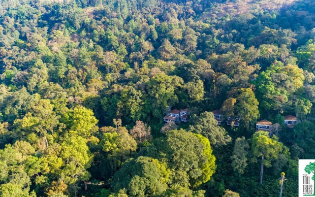 The Tall Trees Munnar