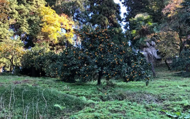 Happy Days in Dreamland Oasis