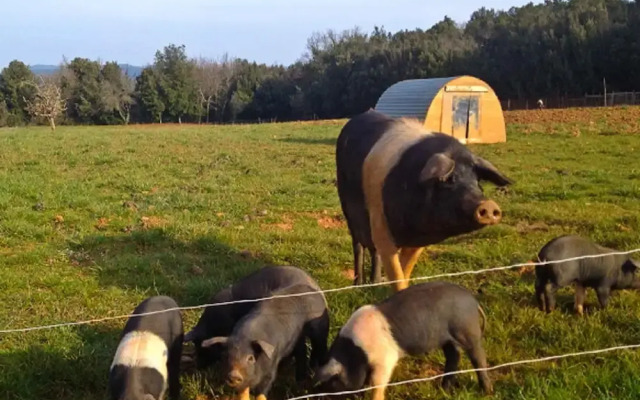 Tenuta di Spannocchia