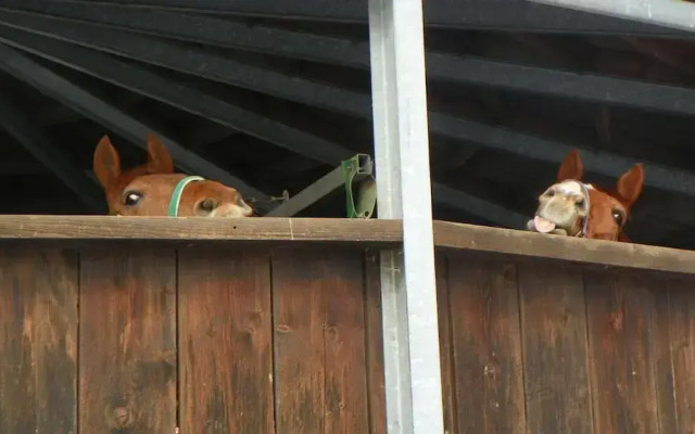 Reiter- und Ferienhof Redder