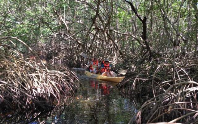 Mangrove King Lodge