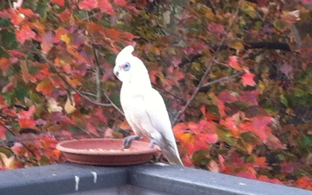 Valley View Cottage Warragul