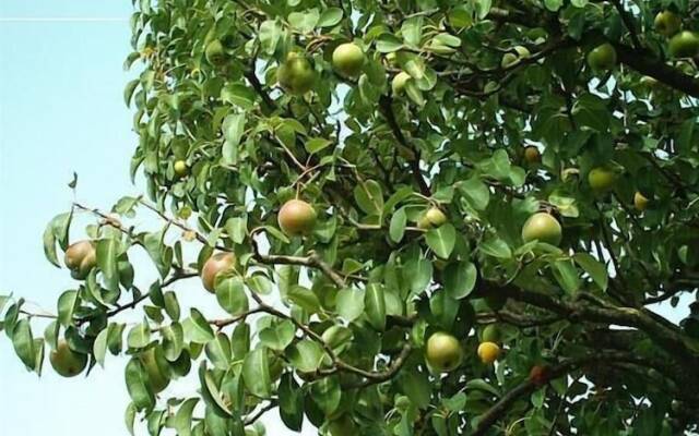 B&B Wellness Il Pomario di Montepiglio