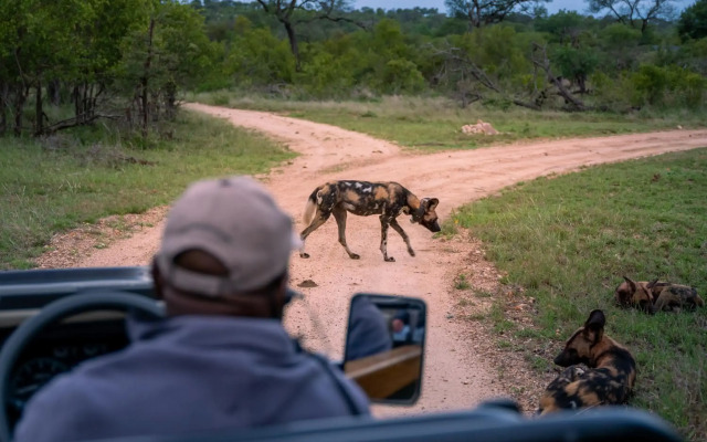 Thornybush Game Lodge