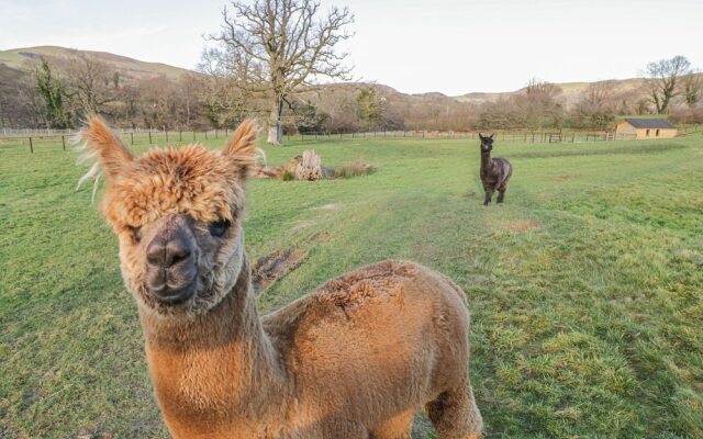 The Paddock, Llanbrynmair