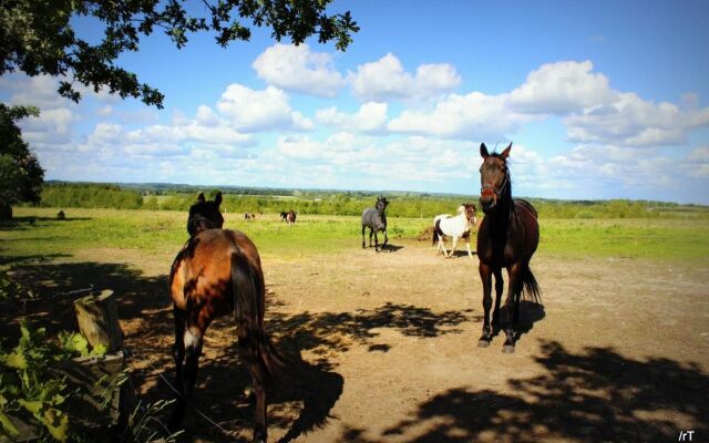 Stutteri Skandi Hest