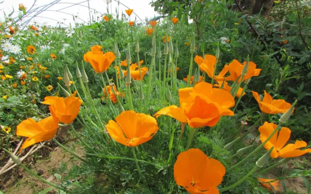 Quinta Sobral Prestige