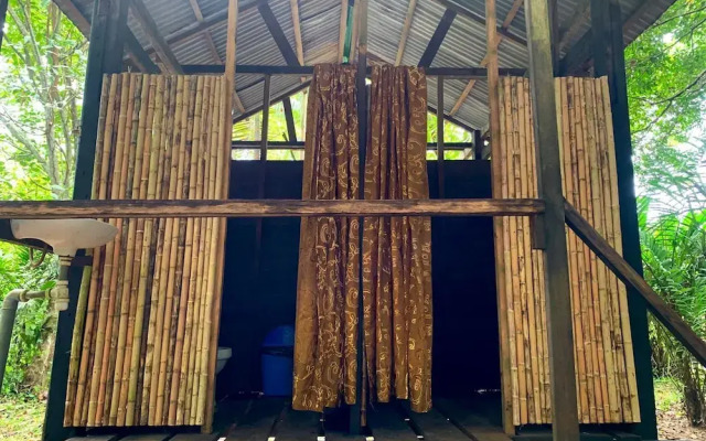 amazonian oropendola tambopata