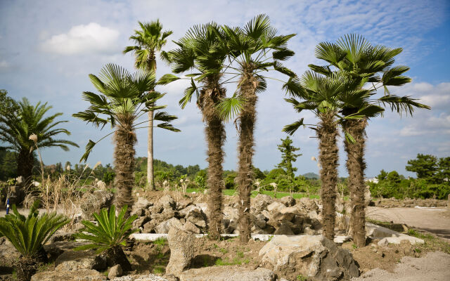 Jeju Color In Jeju Pension