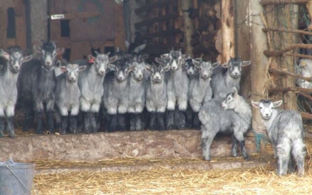 Vumba - The Gorongosa Suite