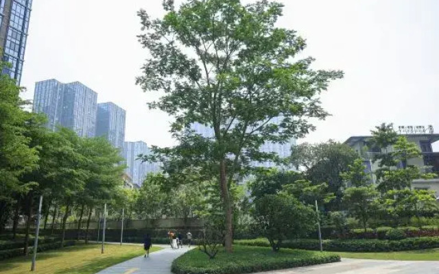 Century International Apartment