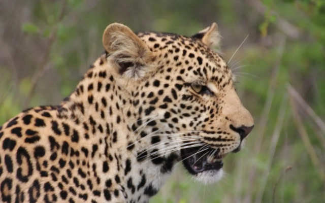 Thornhill Safari Lodge