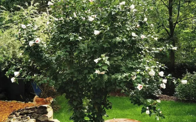 Sunny Wooden House on Creek, 30 Minutes Prague