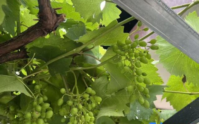 Under Persimmon Trees · Fam&Team Retreat·Pool·Pet Stay (Tonglu OMG Park Branch)