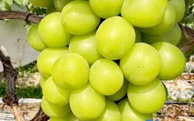 Guangzhou Datangbian Boutique Homestay