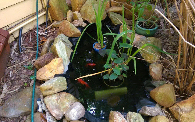 The Black Cockatoo Nannup