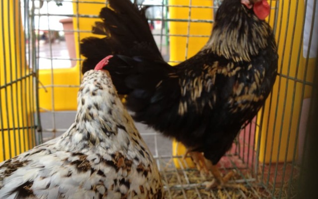 Agriturismo Le Baccane