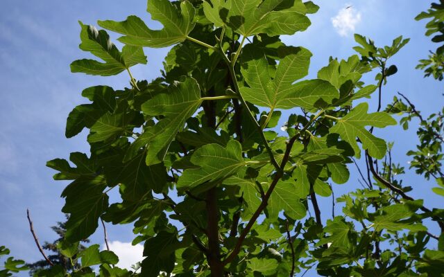 Fig Tree House Budapest