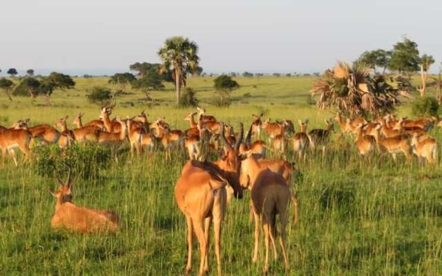 Tangi Safaris Lodge