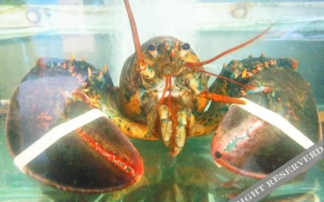 Shurui Fishing Hotel(日照书睿渔家)