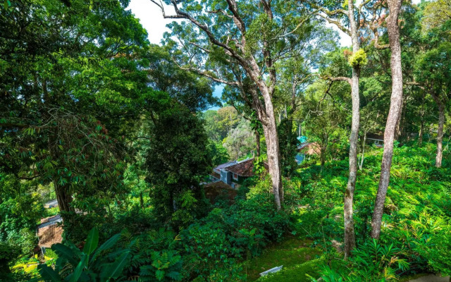 The Tall Trees Munnar