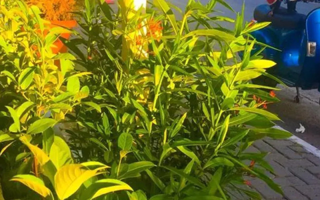 Camlikosk Apart Hotel