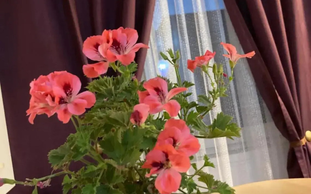 Royal Studio National Arena - Free Parking