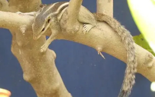 The Coral Tree Homestay