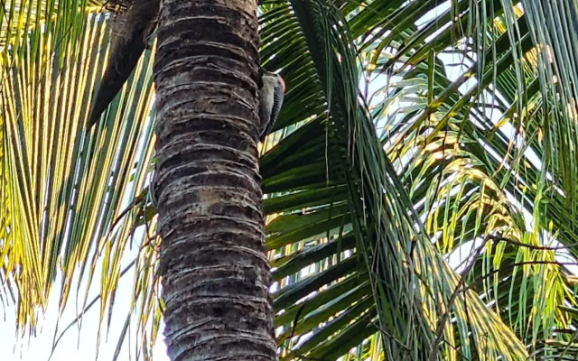 Playa Las Palmas Glamping Tulum