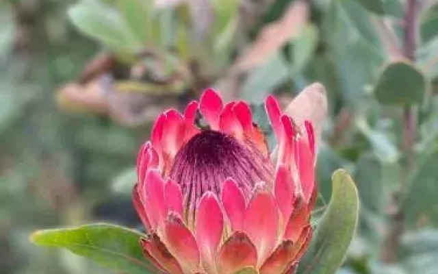 Protea Hill