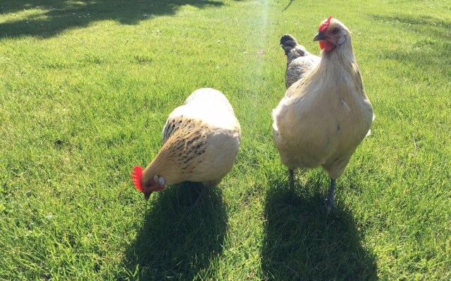 Kleine-feine-Ferienwohnung