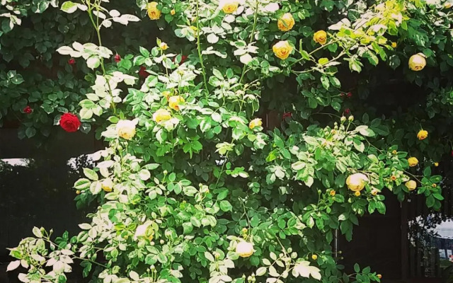 Семеен хотел Къща Тодорови