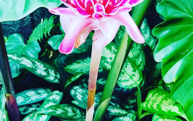 Recanto Toca das Plantas de Ilhabela II