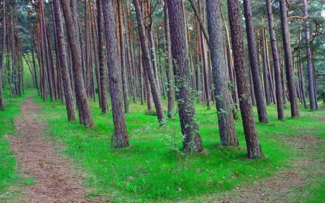 Pine Forest Lux