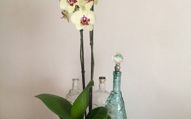 "🔹seahorse Amalfi Coast Holiday House🔹"