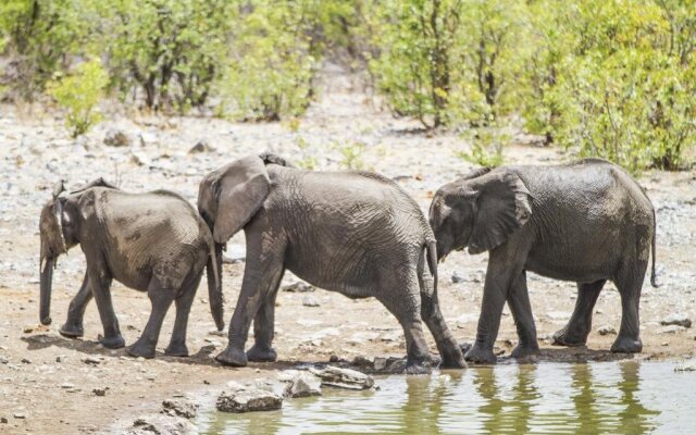 Eagle Tented Lodge & Spa Etosha