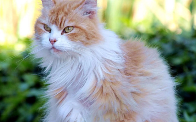 Petit Hotel Es Figueral