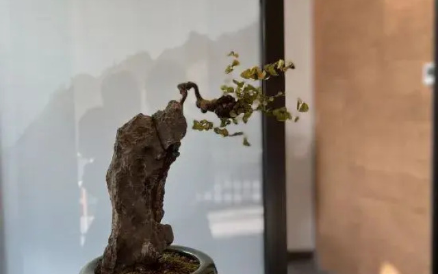 Xinyue Homestay Tea Space