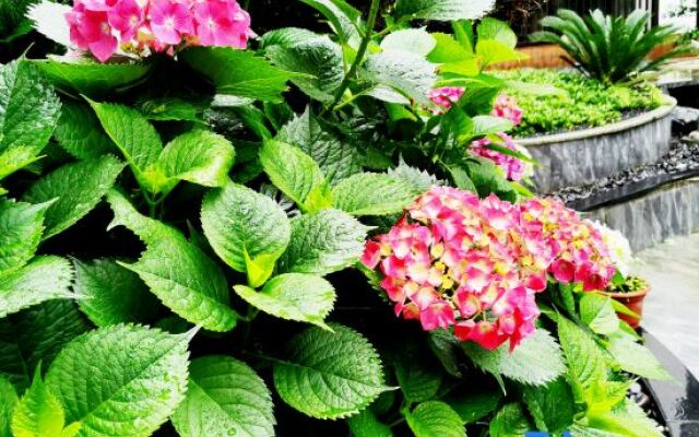 Wugong Mountain Yunshang Flower Resort