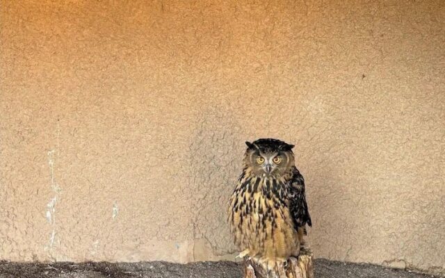 Raptor Ranch Glamping