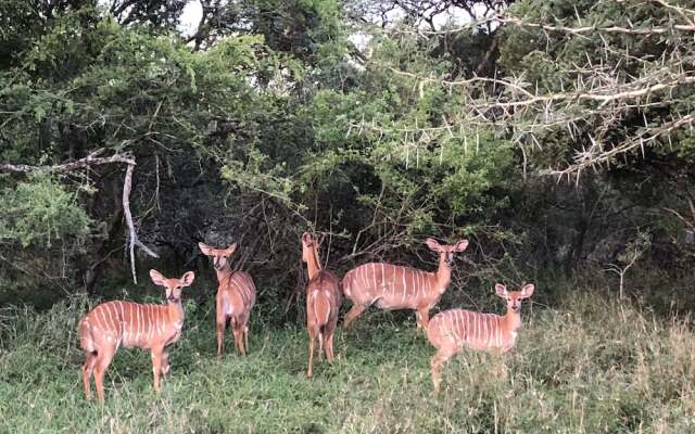 Msunduze River Lodge