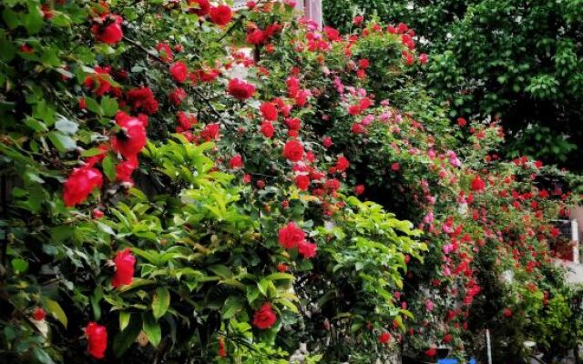 Jiuzhaigou Xintaoge Collector Inn