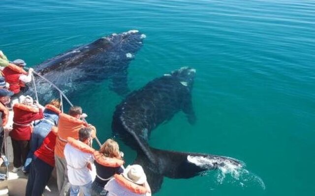 Bahia Delfines